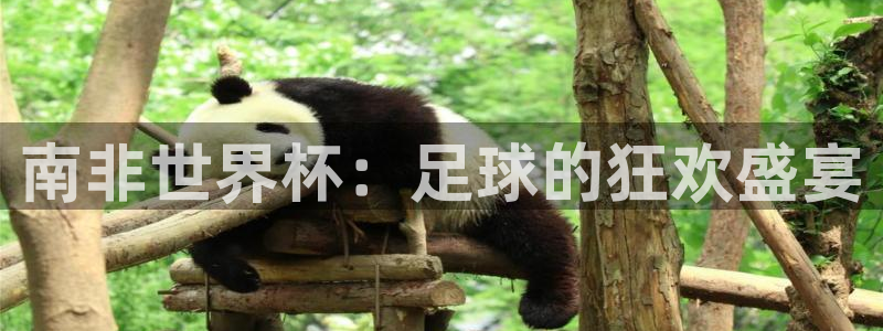 免费足球比赛直播高清:南非世界杯:足球的狂欢盛宴